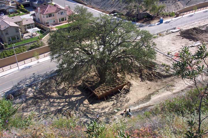 Apr 27, 2003 Old Glory Tree